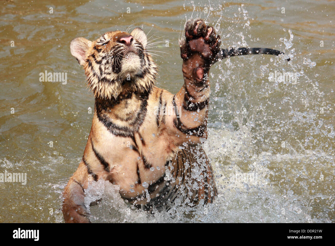 Tiger is jumping in pond Stock Photo
