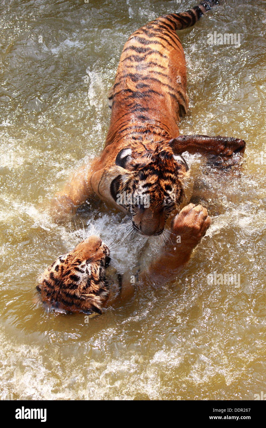 Two tigers fighting each other in pond Stock Photo