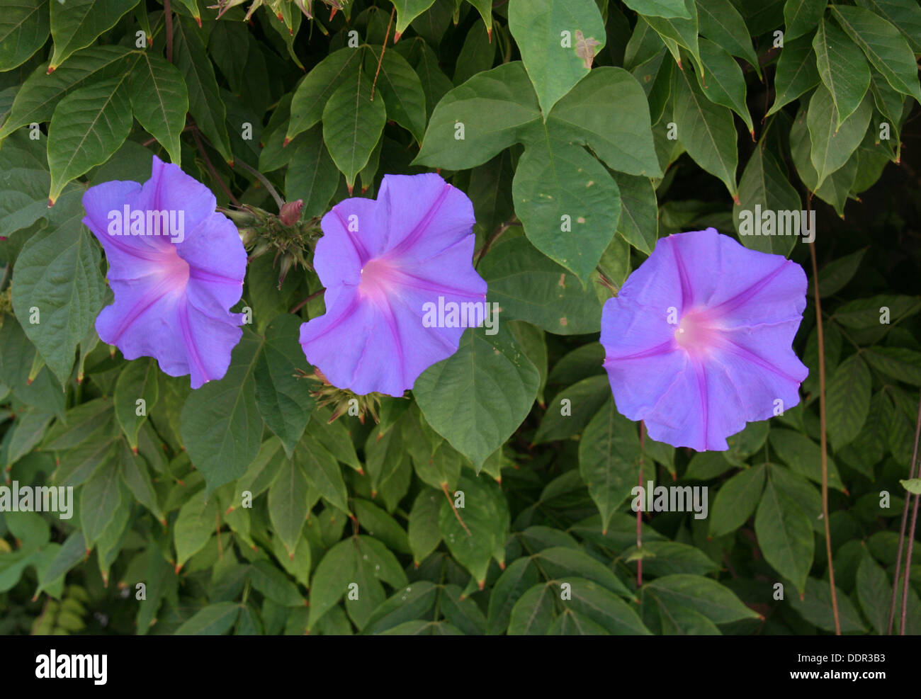 Morning Glory Triplets Stock Photo Alamy