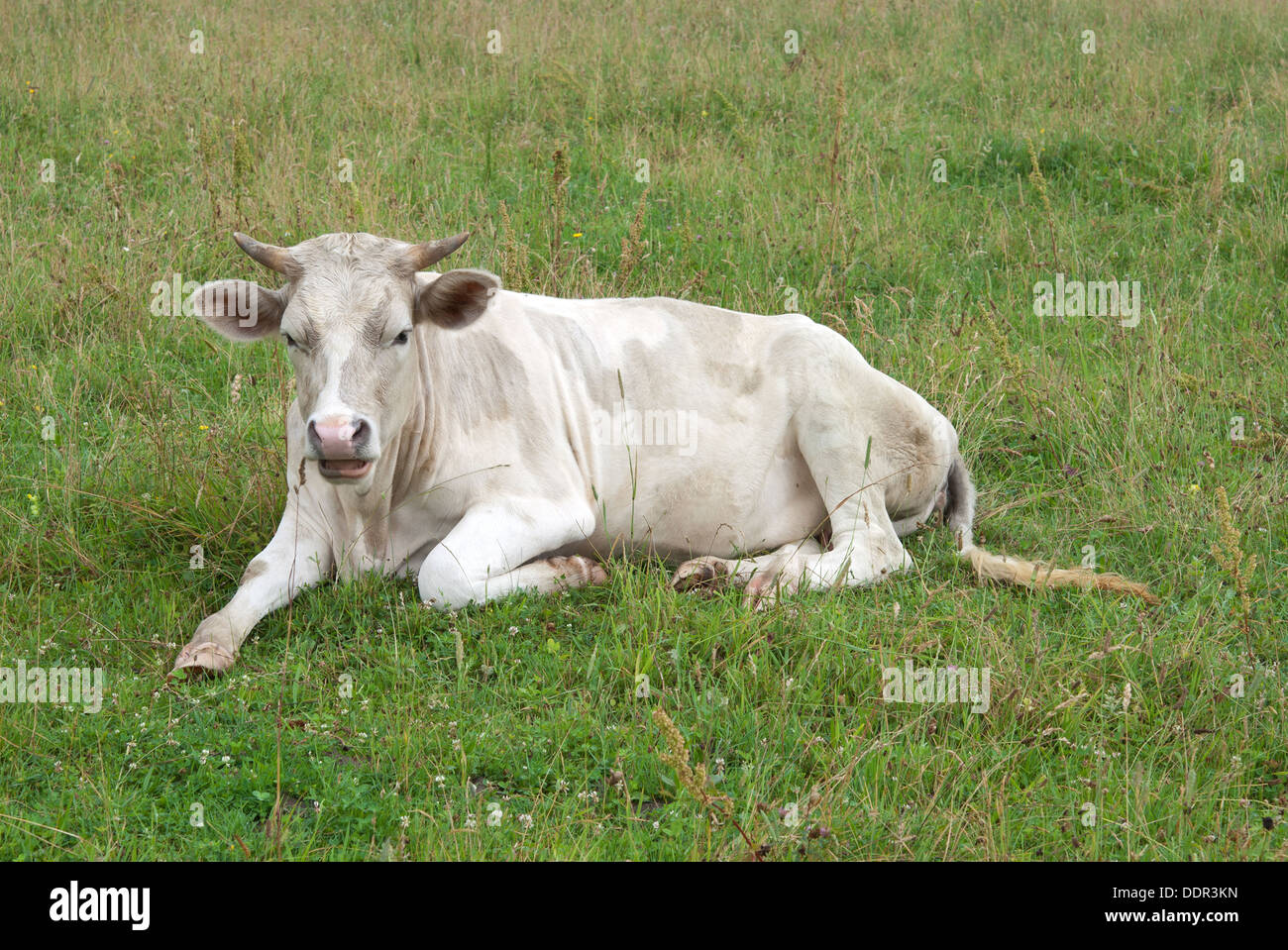 a cow lie on the green field Stock Photo