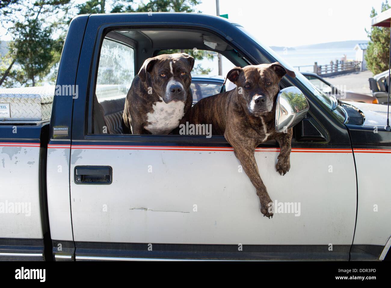 Do Dogs Jump Out Of Trucks