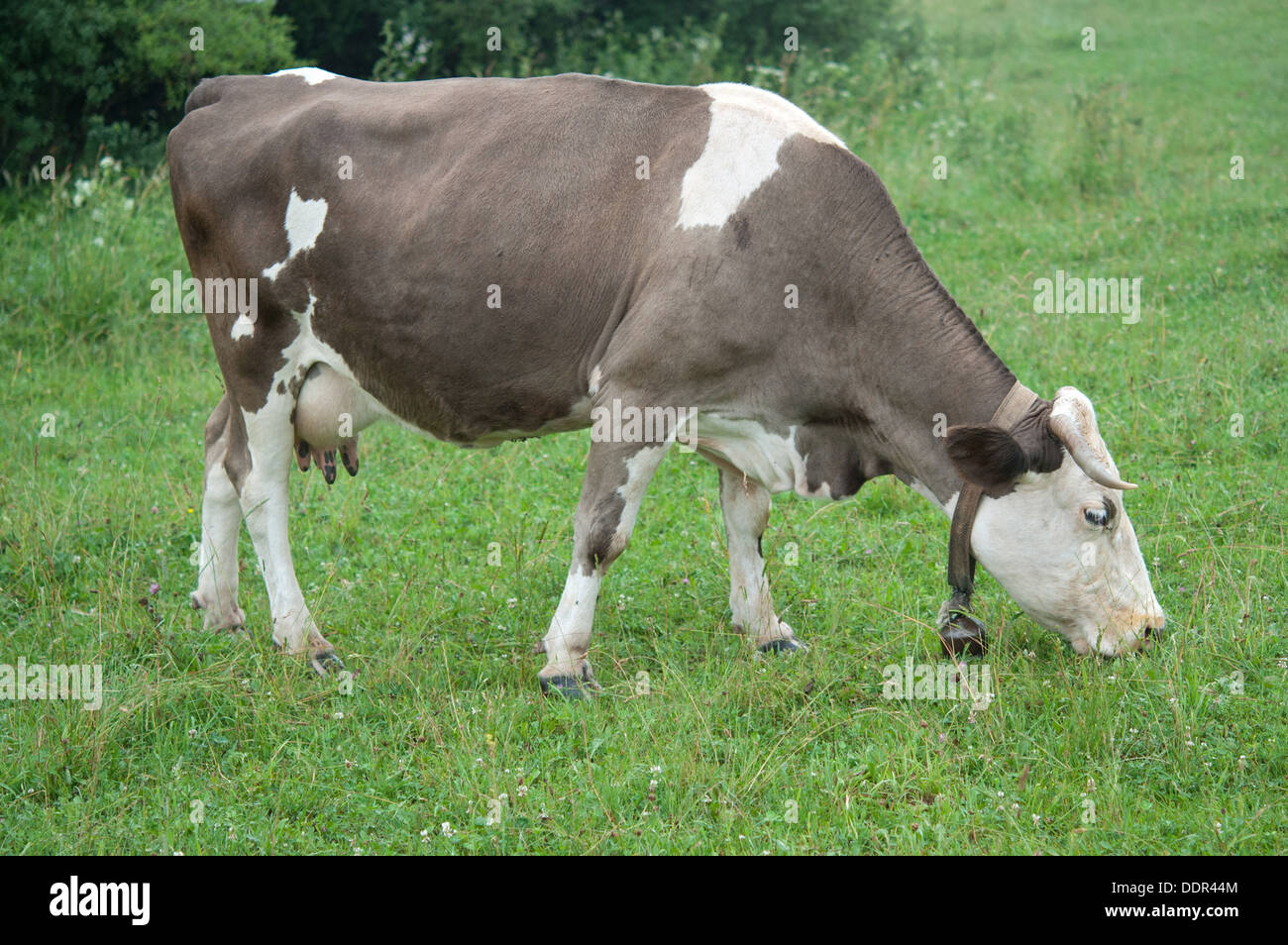 cow grazes on green a meadow Stock Photo - Alamy