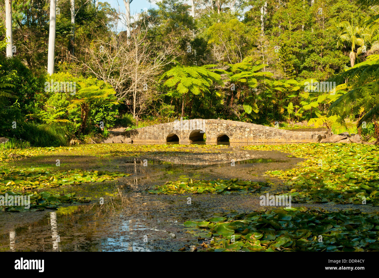 Lily Pond at Mt Tamborine Botanical Gardens, Mt Tamborine, Queensland