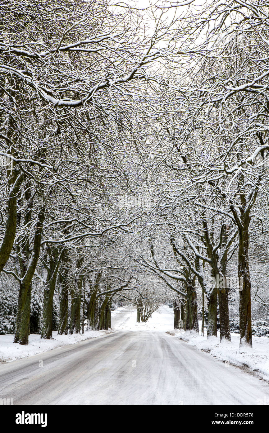 An alley with snow covered trees in winter Stock Photo - Alamy