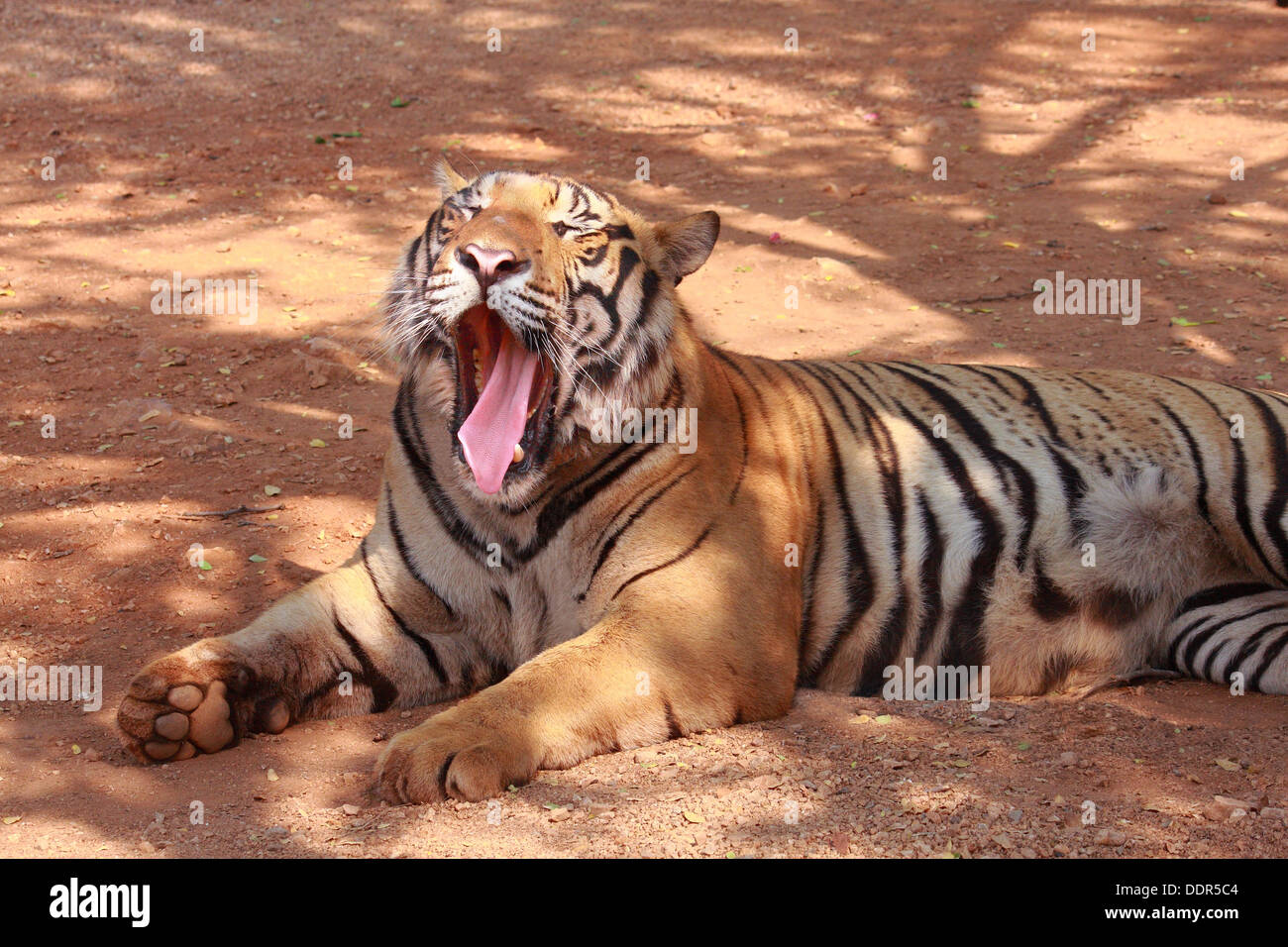 A tiger yawn with lying position Stock Photo