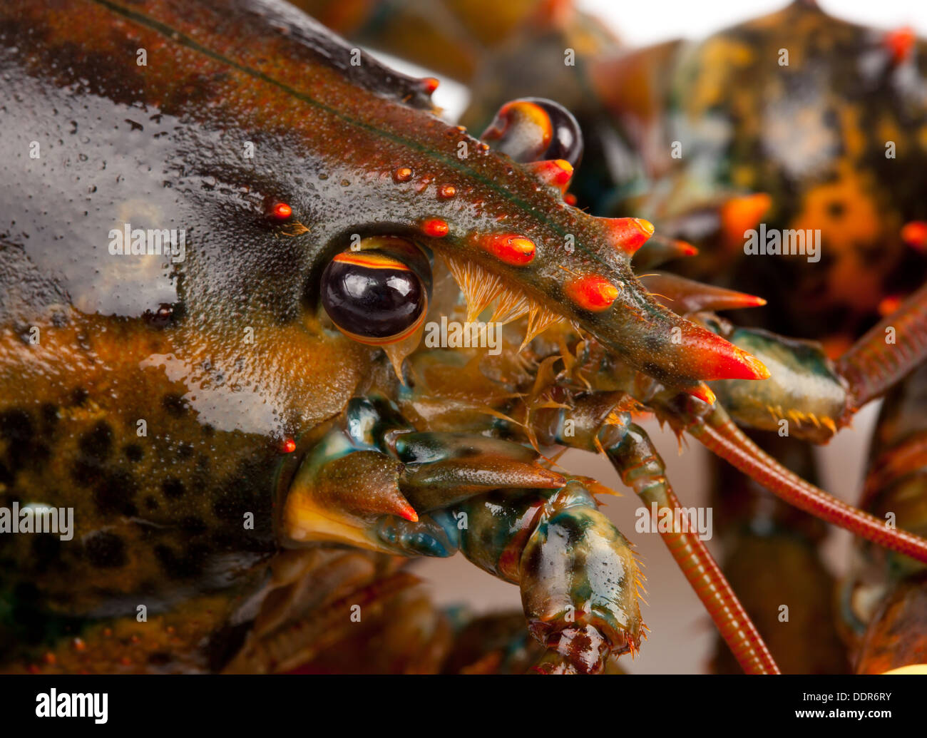 Macro of living lobster isolated on white background Stock Photo