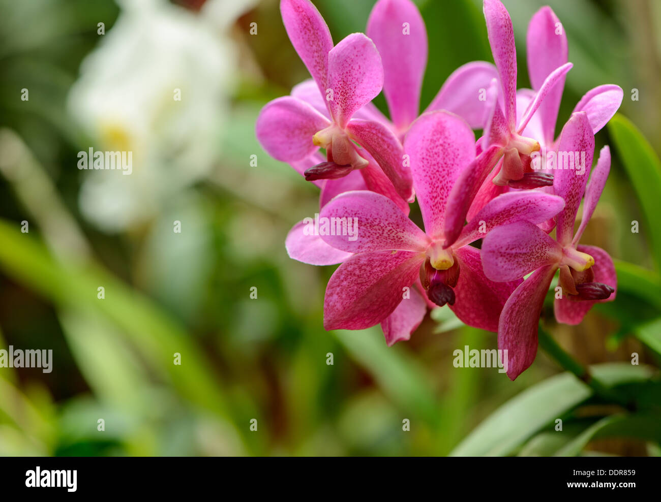 Sri Lanka. Royal Botanic Gardens. Different types of orchids Stock Photo