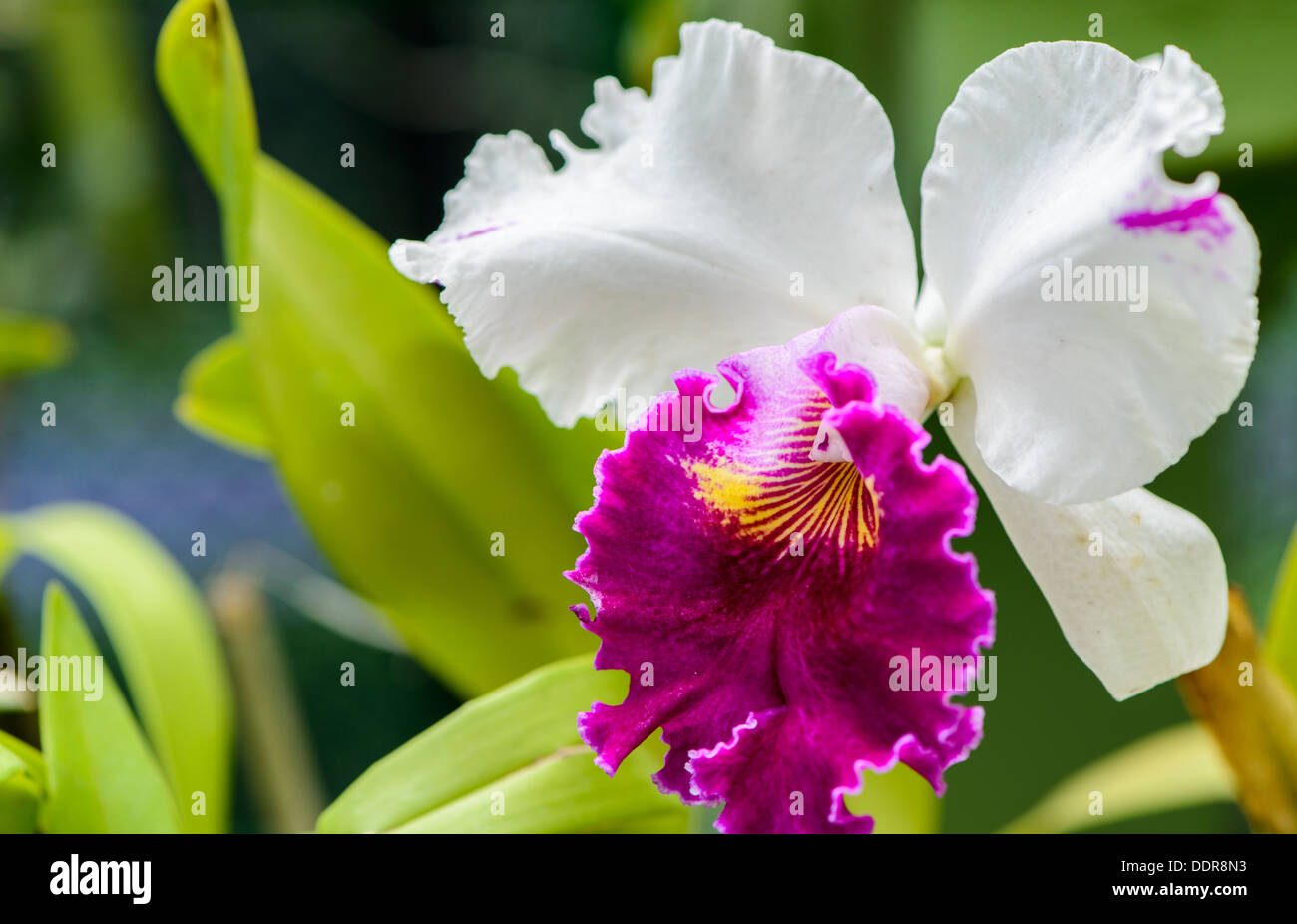 Sri Lanka. Royal Botanic Gardens. Different types of orchids Stock Photo