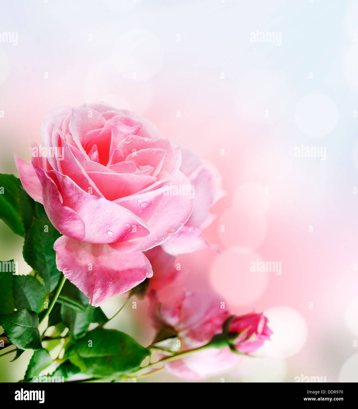 Beautiful pink rose in the garden Stock Photo - Alamy