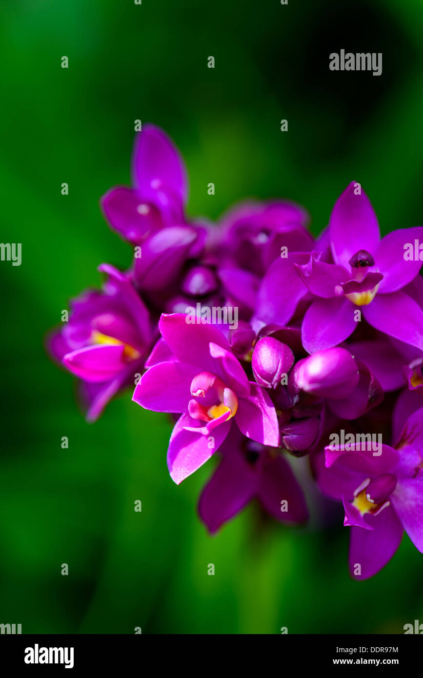 Sri Lanka. Royal Botanic Gardens. Different types of orchids Stock Photo