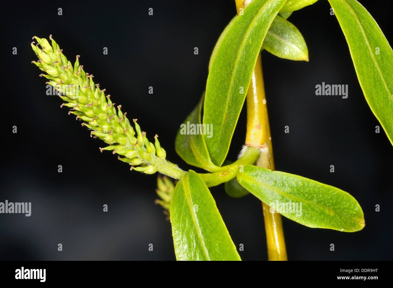 Sauce llorón Salix babylonica Stock Photo Alamy