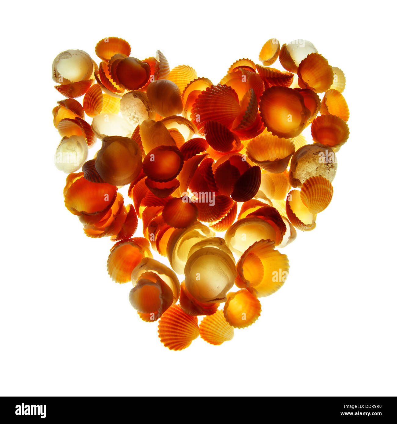 Heart Behind Shell Heart made from seashells and lit from behind so it glows Stock Photo ...