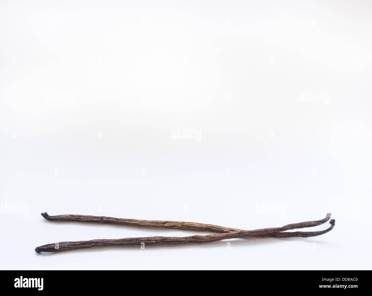 Two vanilla pods and white space. Stock Photo