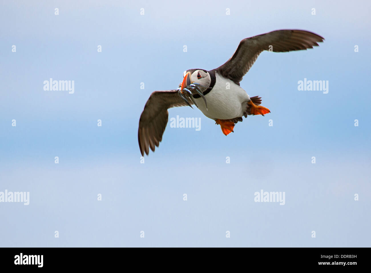 Flying Puffin with sandeels in its beak Stock Photo