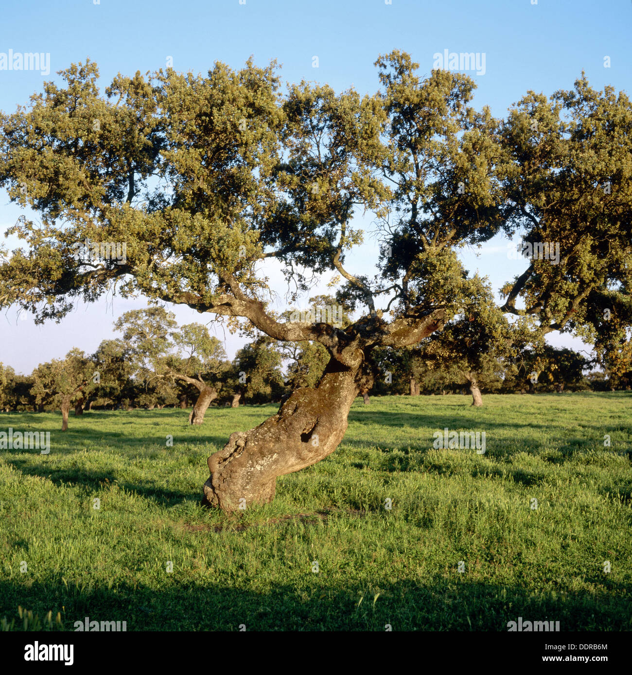 Valle de los pedroches hires stock photography and images Alamy