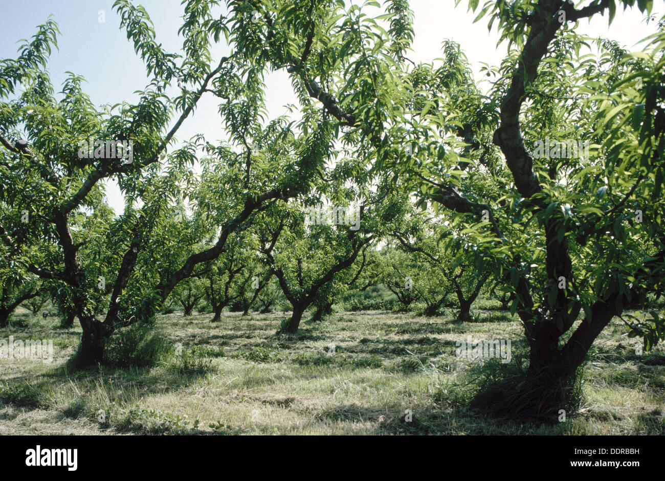 Fruit trees in La Litera, Tamarite. Huesca province, Aragón, Spain Stock  Photo - Alamy
