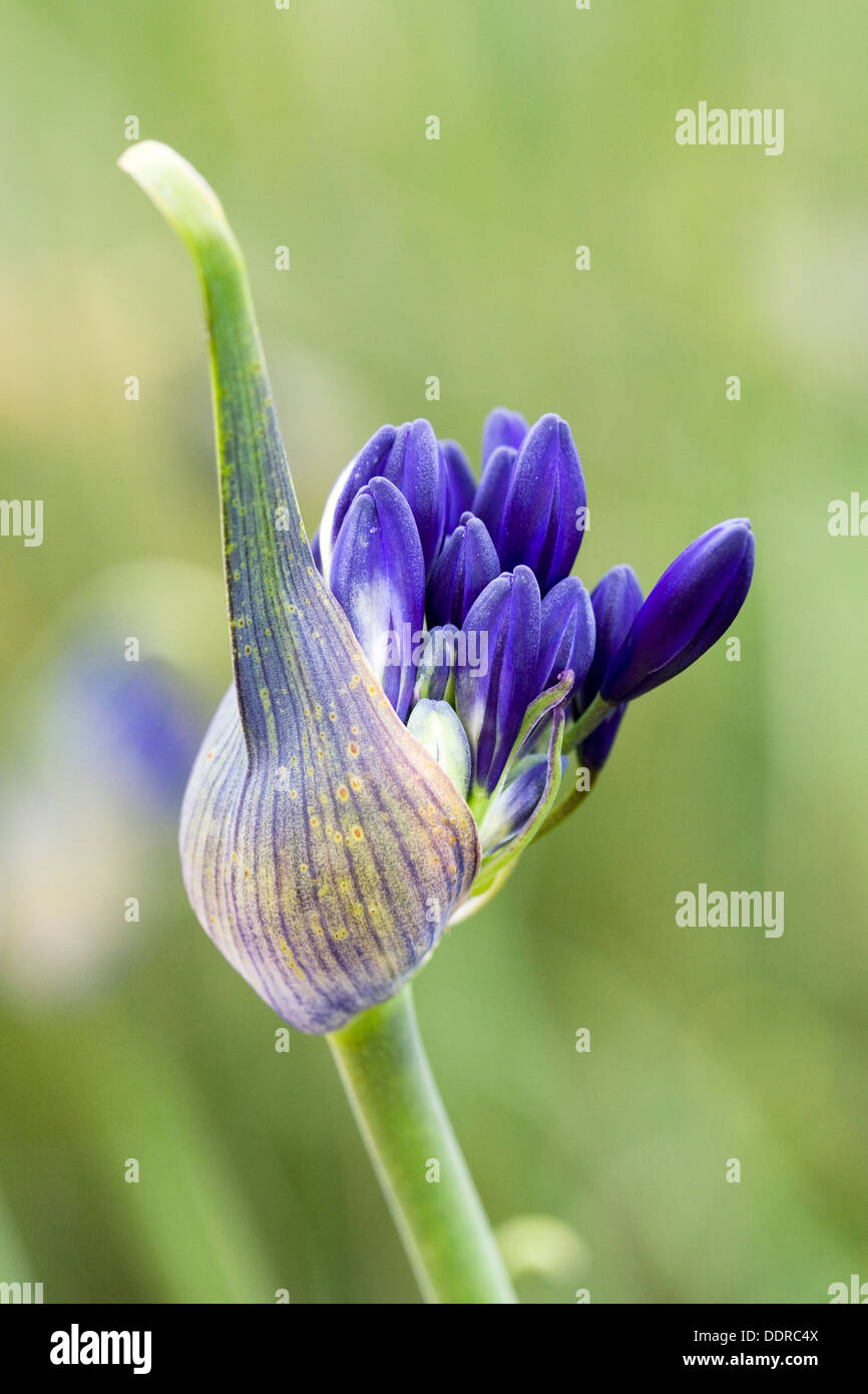 Agapanthus 'Taw Valley'. Emerging flower buds. Stock Photo