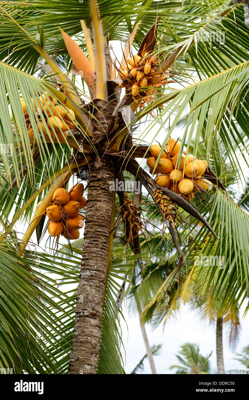 Coconut tree with a few yellow coconuts Stock Photo Alamy