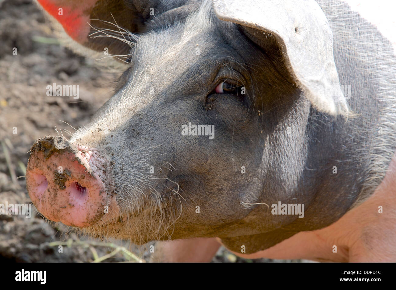 Closeup of the head of a happy pig Stock Photo