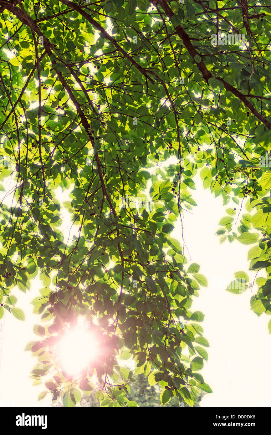 The bright sun shines through the branches of a tree with transparent ...