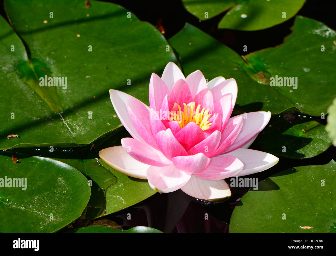 Macro of a pink water lily flower Stock Photo