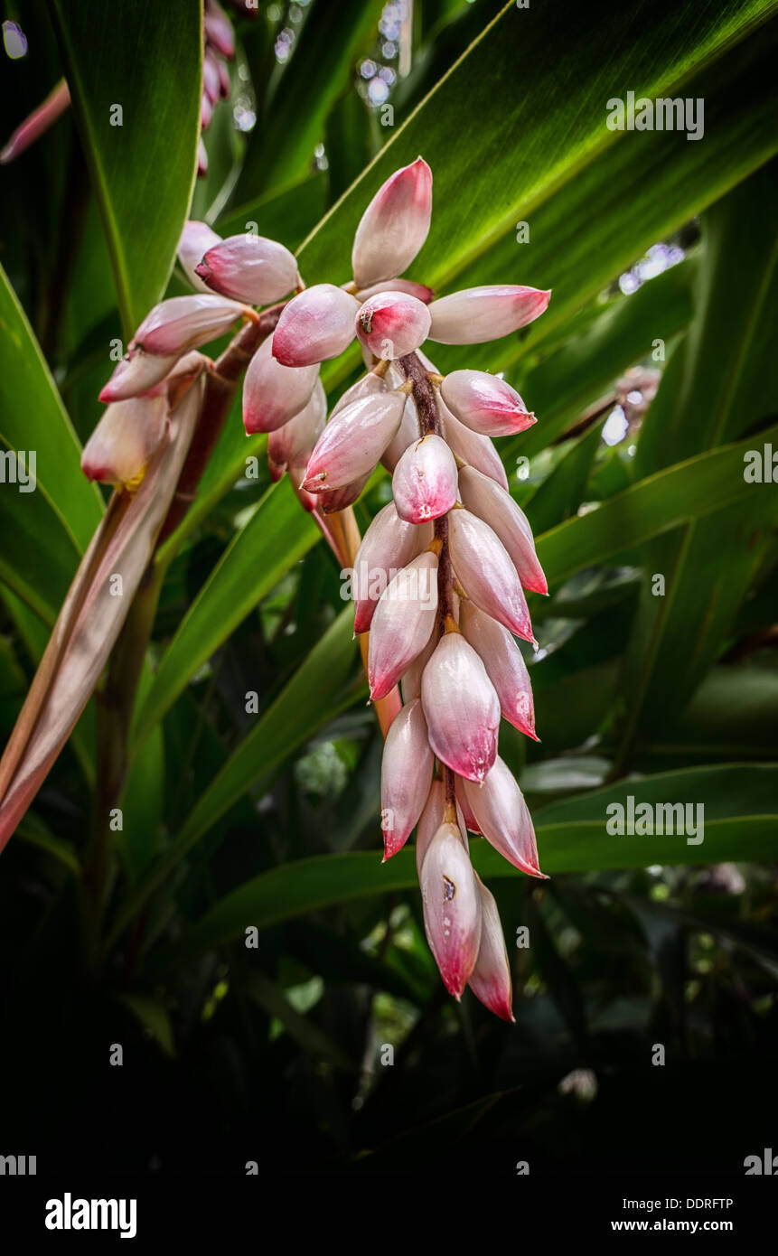 Flower in New Orleans LA USA Stock Photo Alamy