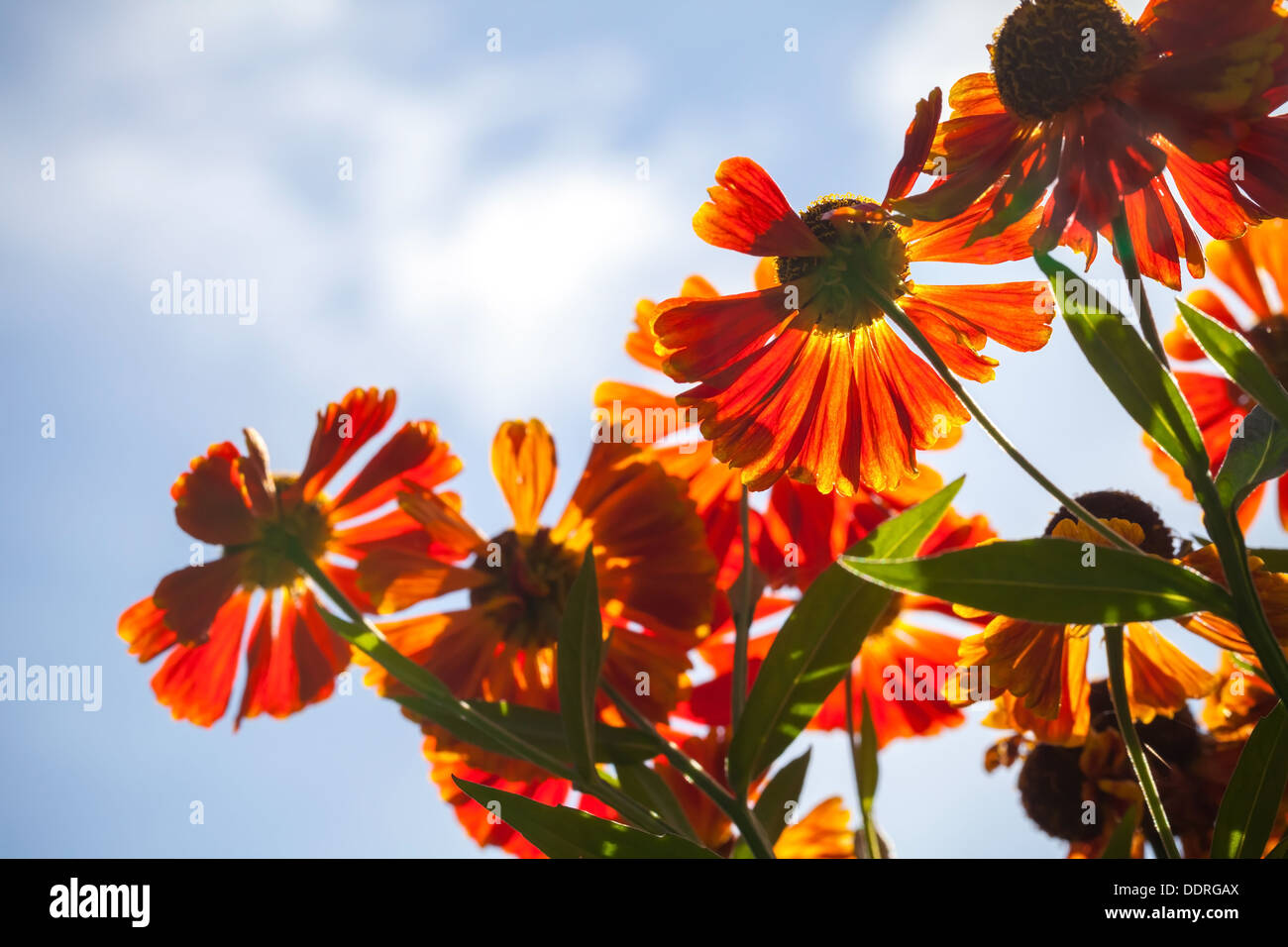 Bright red Helenium flowers in the sunshine above cloudy sky Stock Photo