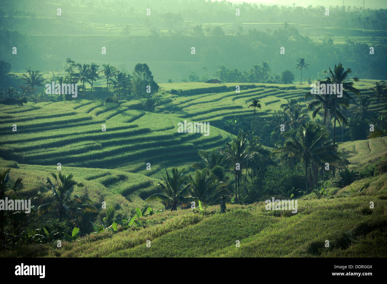 Indonesia, Bali, Jatiluwih Rice Terraces Stock Photo