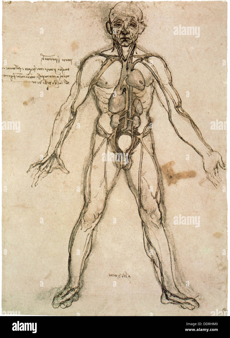Leonardo da Vinci, 15.4.1452 - 2.5.1519, Italian painter and sculptor, works, human body with blood circulation, drawing, circa 1485 - 1490, Stock Photo