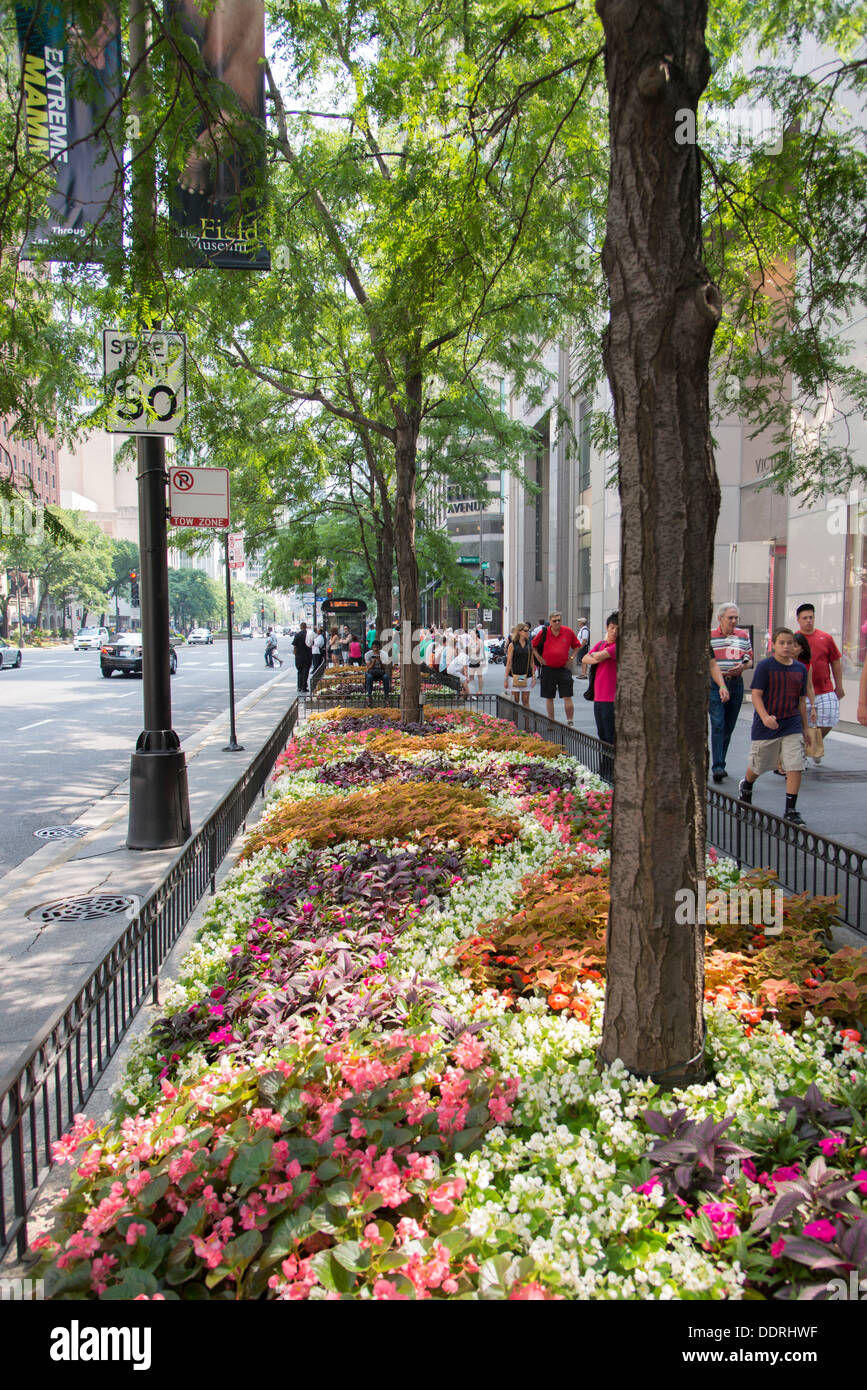 Flowers on a road divider in Chicago, Cook County, Illinois, USA Stock