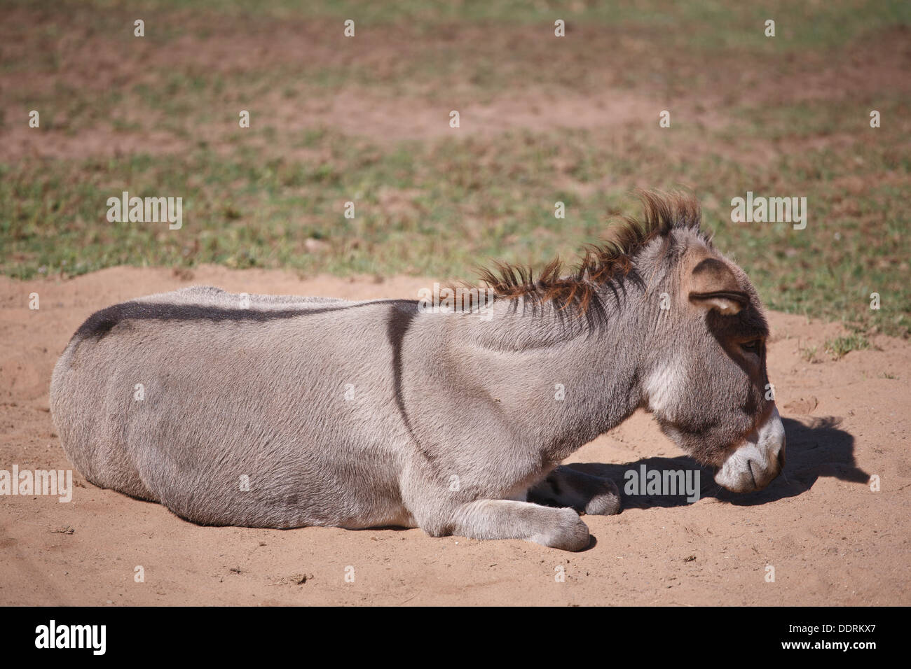 Donkey lying down hires stock photography and images Alamy