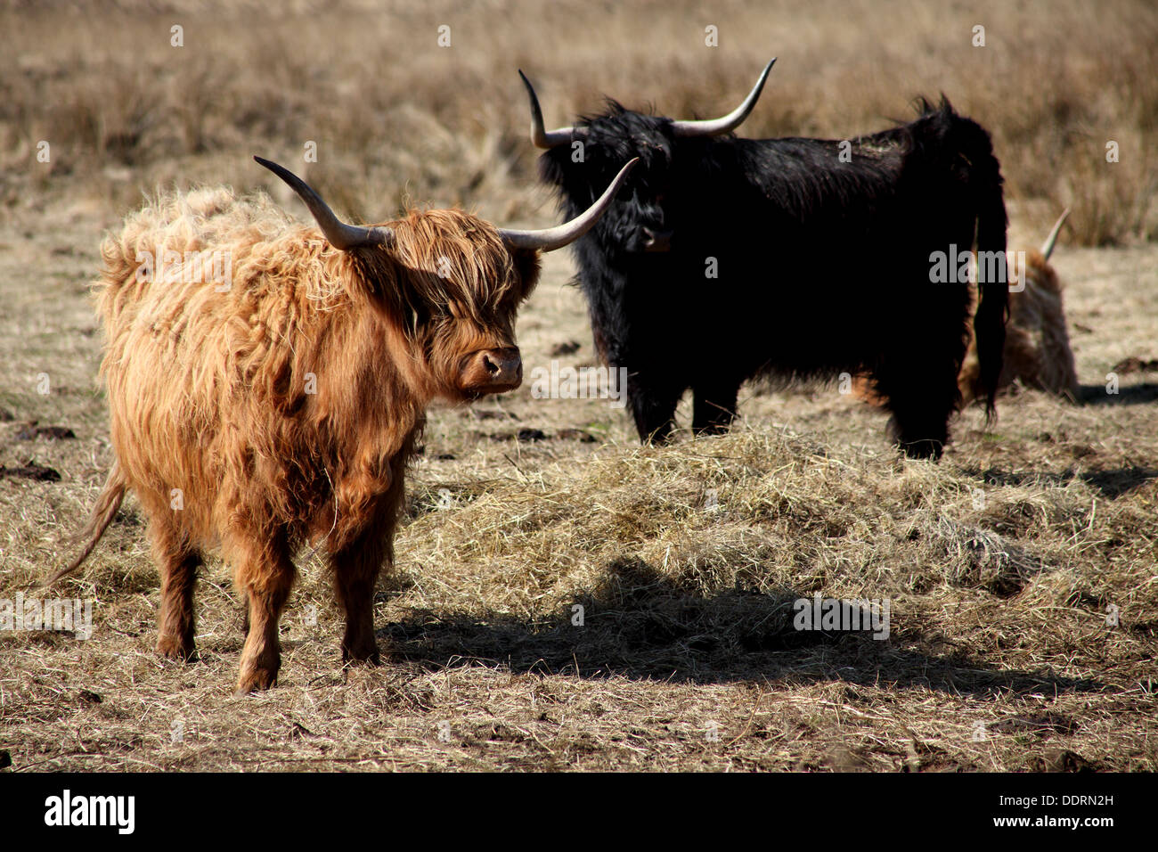 Black & Brown Highland Cows standing at the hay feed with long grasses