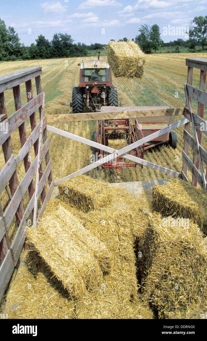 Hay toss hires stock photography and images Alamy