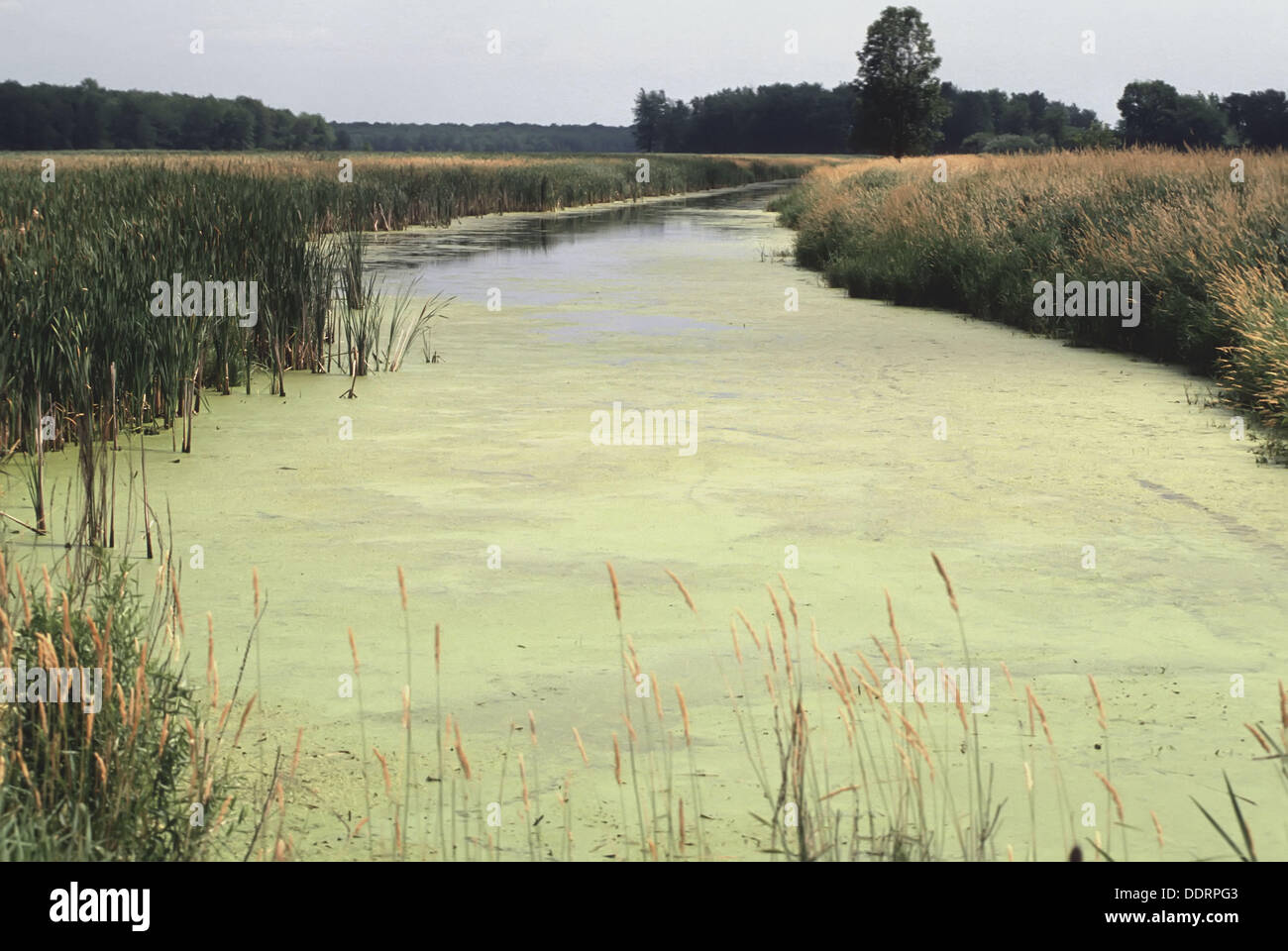 Montezuma National Wildlife Refuge Montezuma New York NY Stock Photo