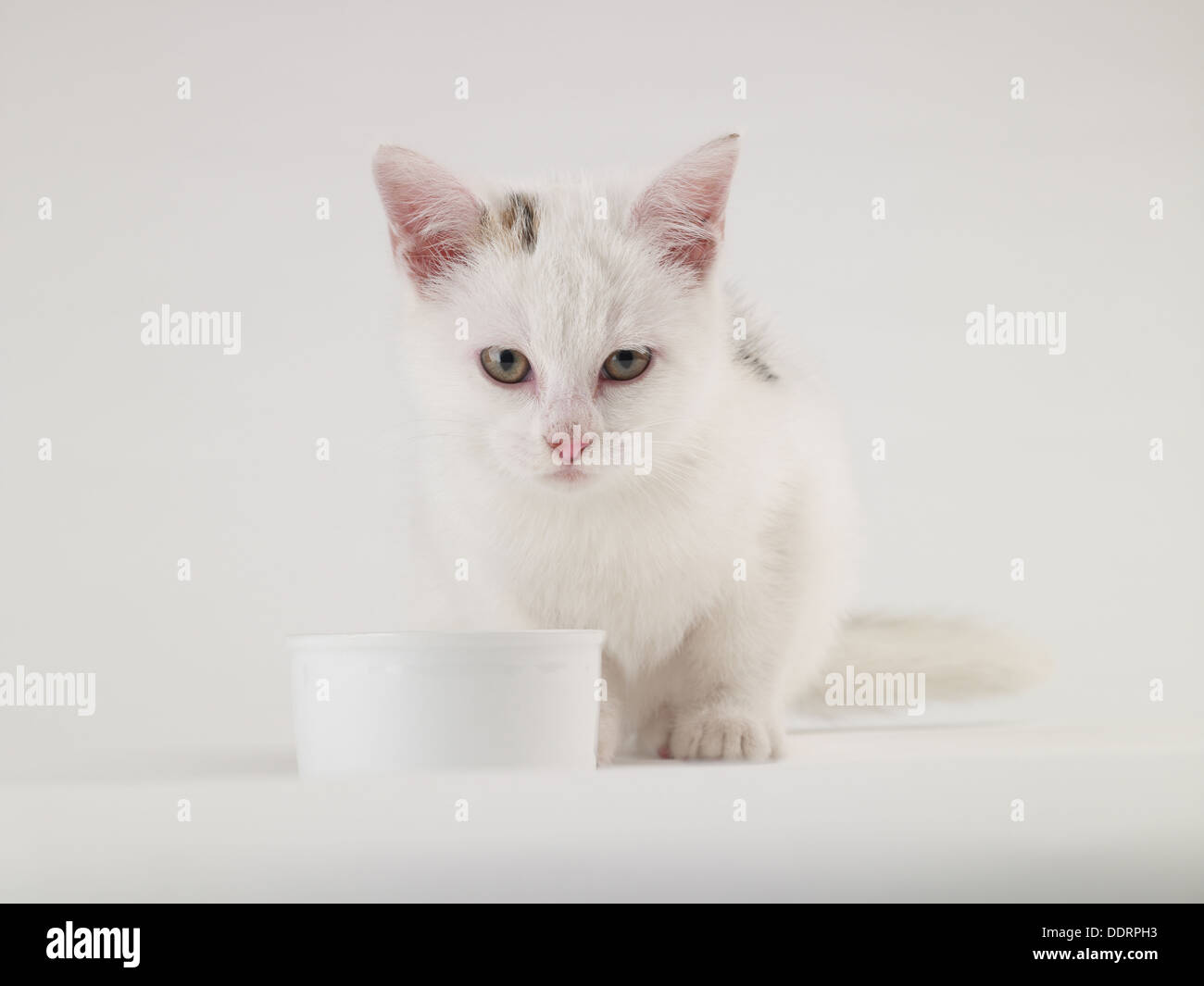 The cat that got the cream hi-res stock photography and images - Alamy