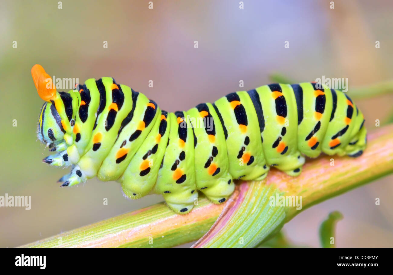 details of papilio machaon caterpillar Stock Photo
