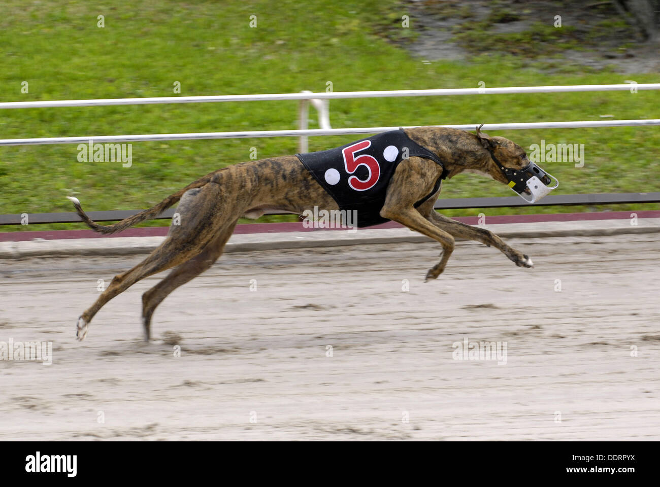 Greyhound dog racing at the Sarasota Kennel Club dog track in Sarasota.  Florida. USA Stock Photo - Alamy