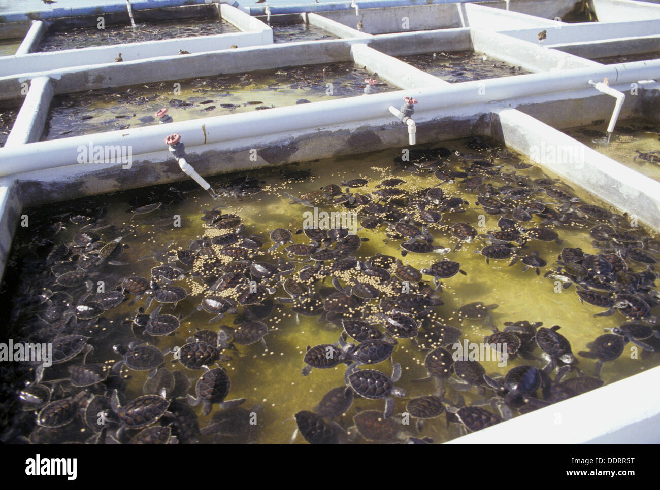 Turtle farm on the Grand Cayman Island Stock Photo 60144724 Alamy