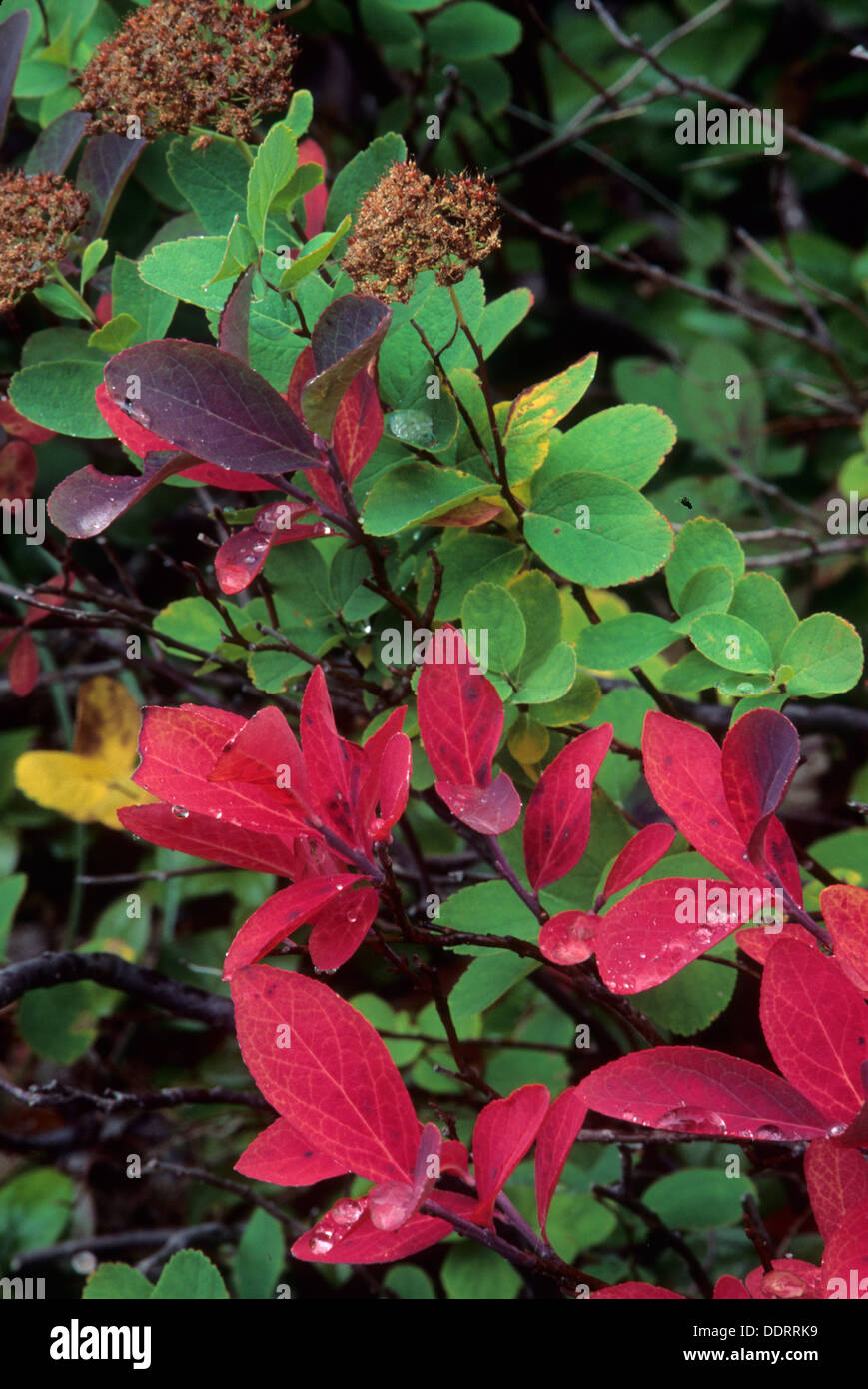 Fall huckleberry near Crown Lake, Mt. Jefferson Wilderness, Willamette ...