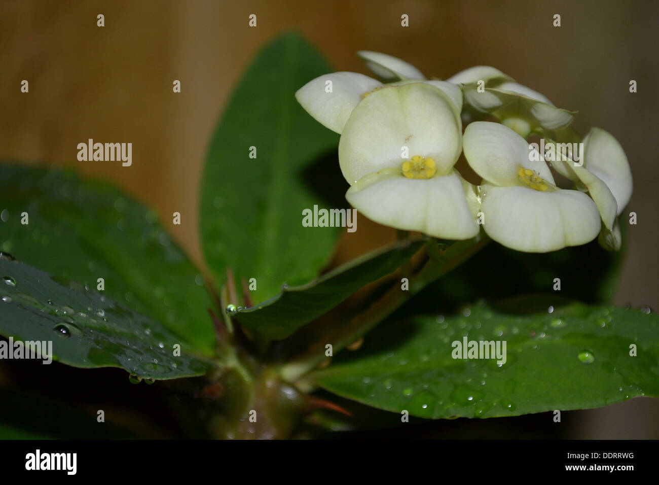 white flower green leaf Stock Photo Alamy