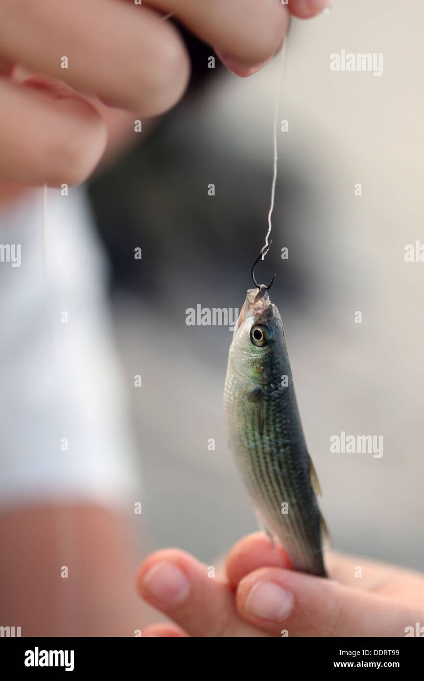 Little fish caught on hook in the arms Stock Photo - Alamy