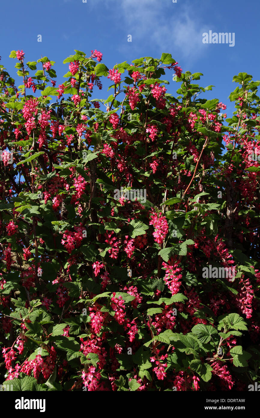 A wild Flowering Current ( Ribes sanguineum )bush with it's Pink flowers in bloom aginst a crisp blue sky in rural Norfolk,UK. Stock Photo