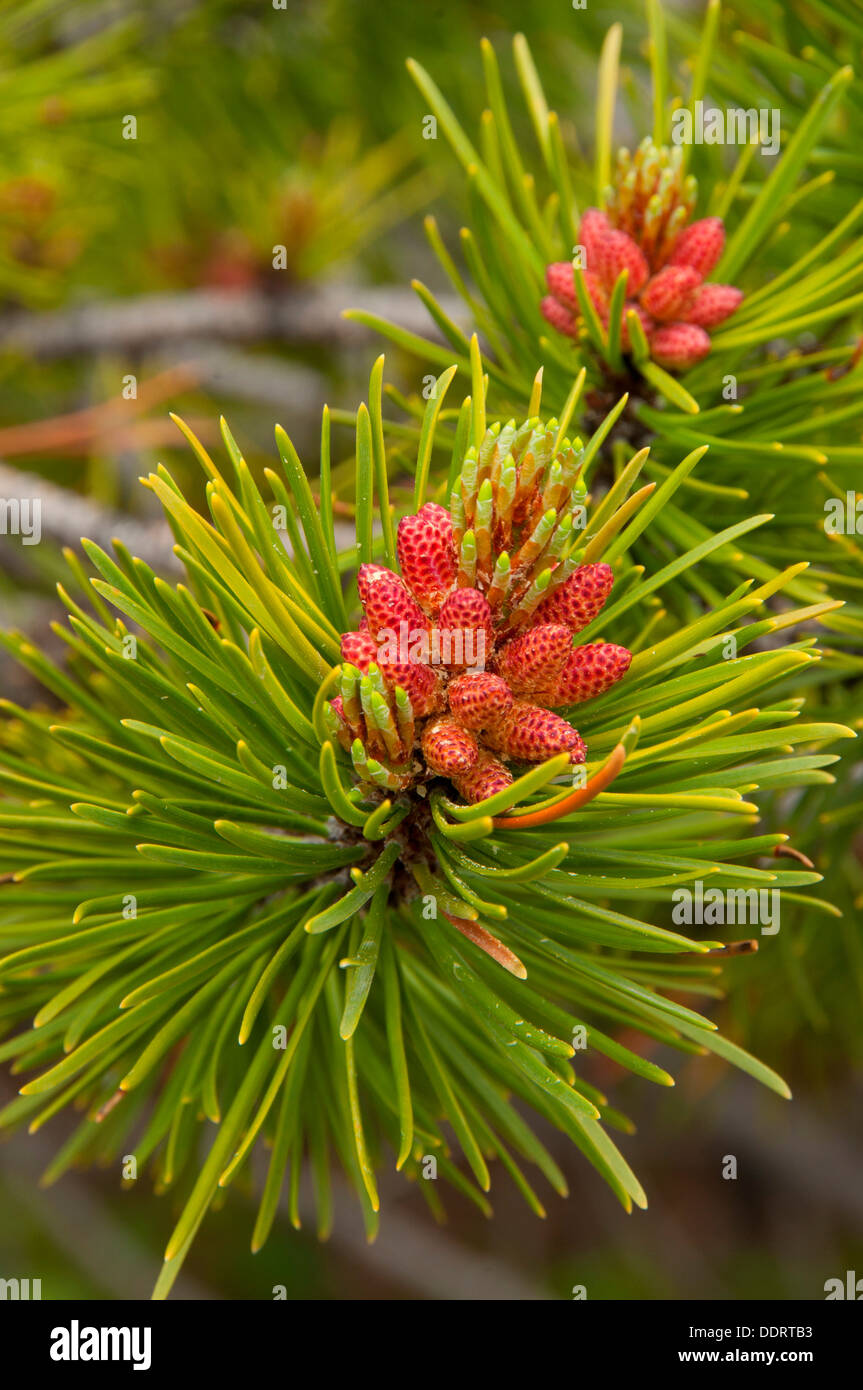 Lodgepole pine, Banff National Park, Alberta, Canada Stock Photo