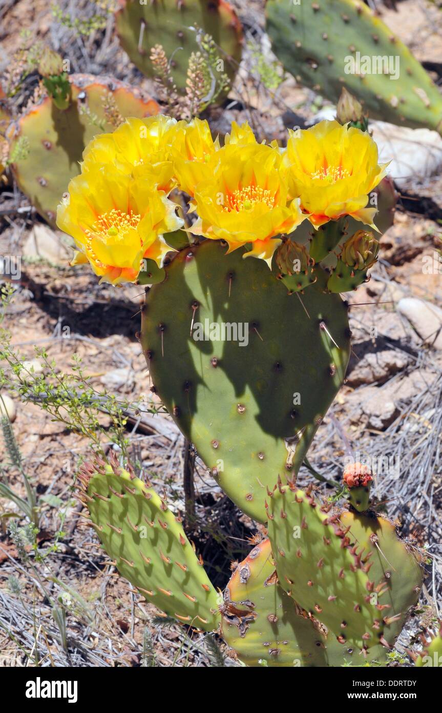 Yellow Flowering Cactus at Living Desert Zoo and Gardens Carlsbad New