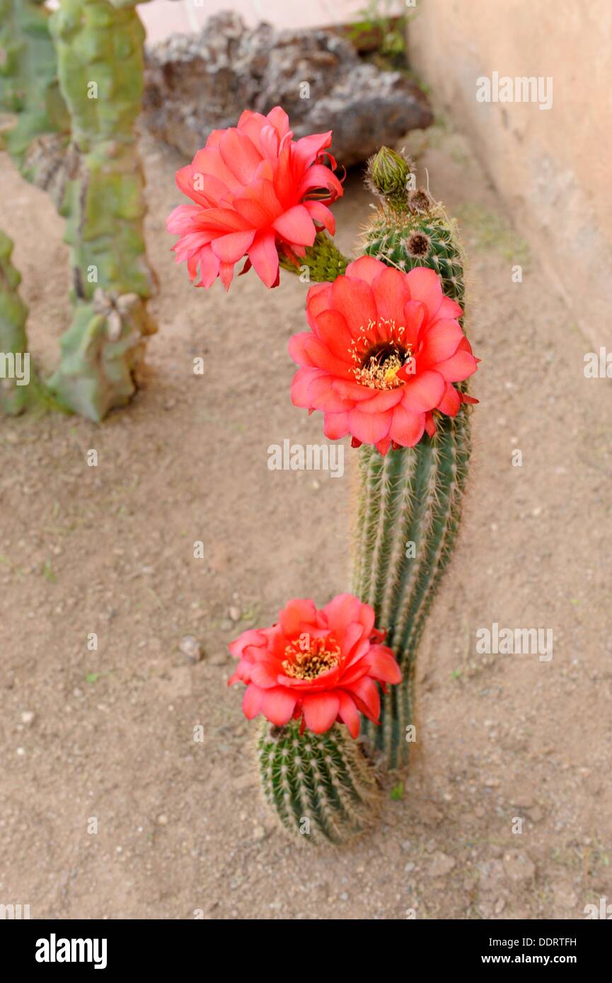 Pink Cactus Plants in Courtyard at Mission San Xavier del Bac Tucson