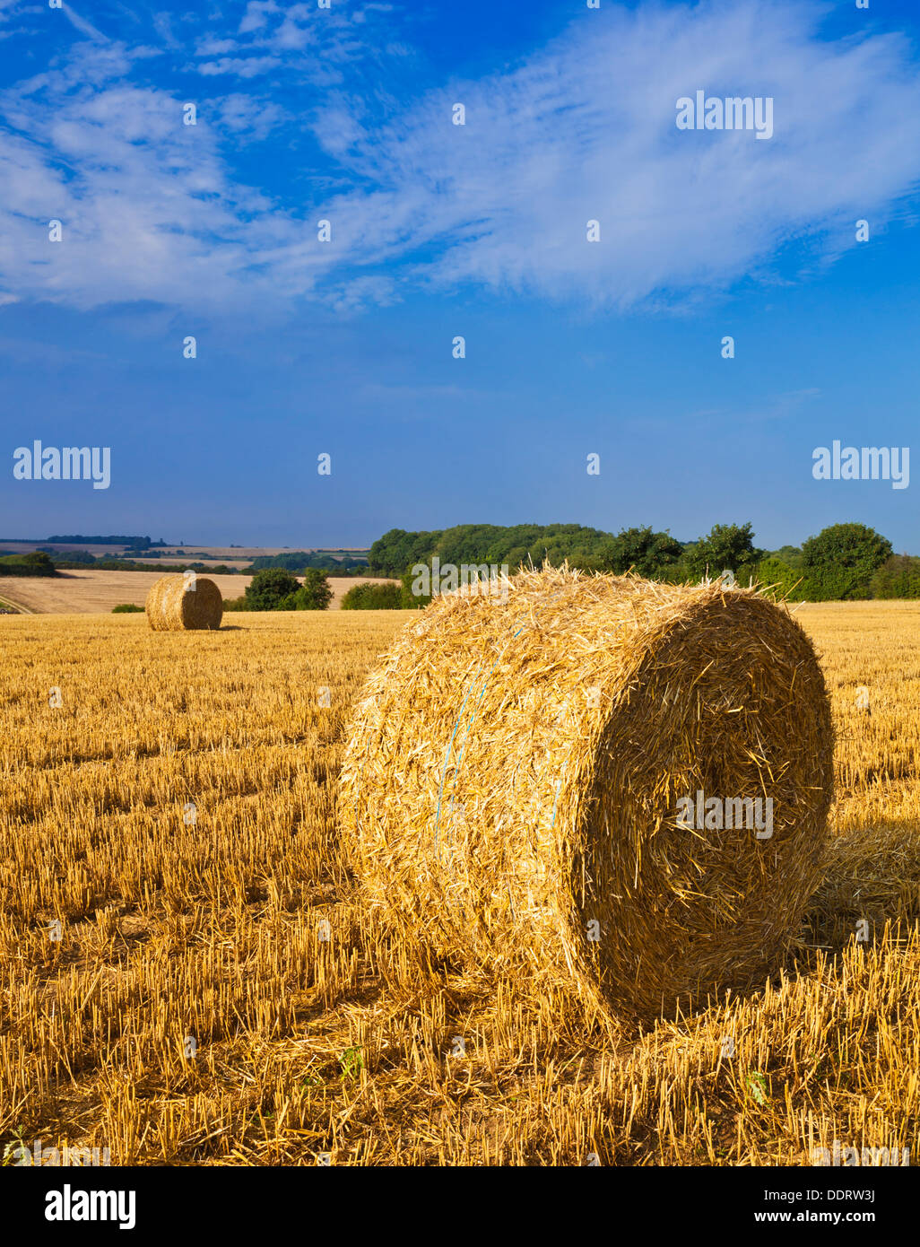 Wheat field harvested and straw bales made Lincolnshire Wolds England UK GB EU Europe Stock Photo