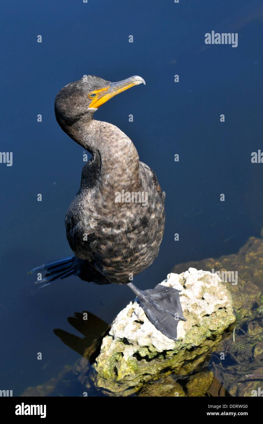Cormorant on Anhinga Trail Everglades National Park FL US Wildlife Eco
