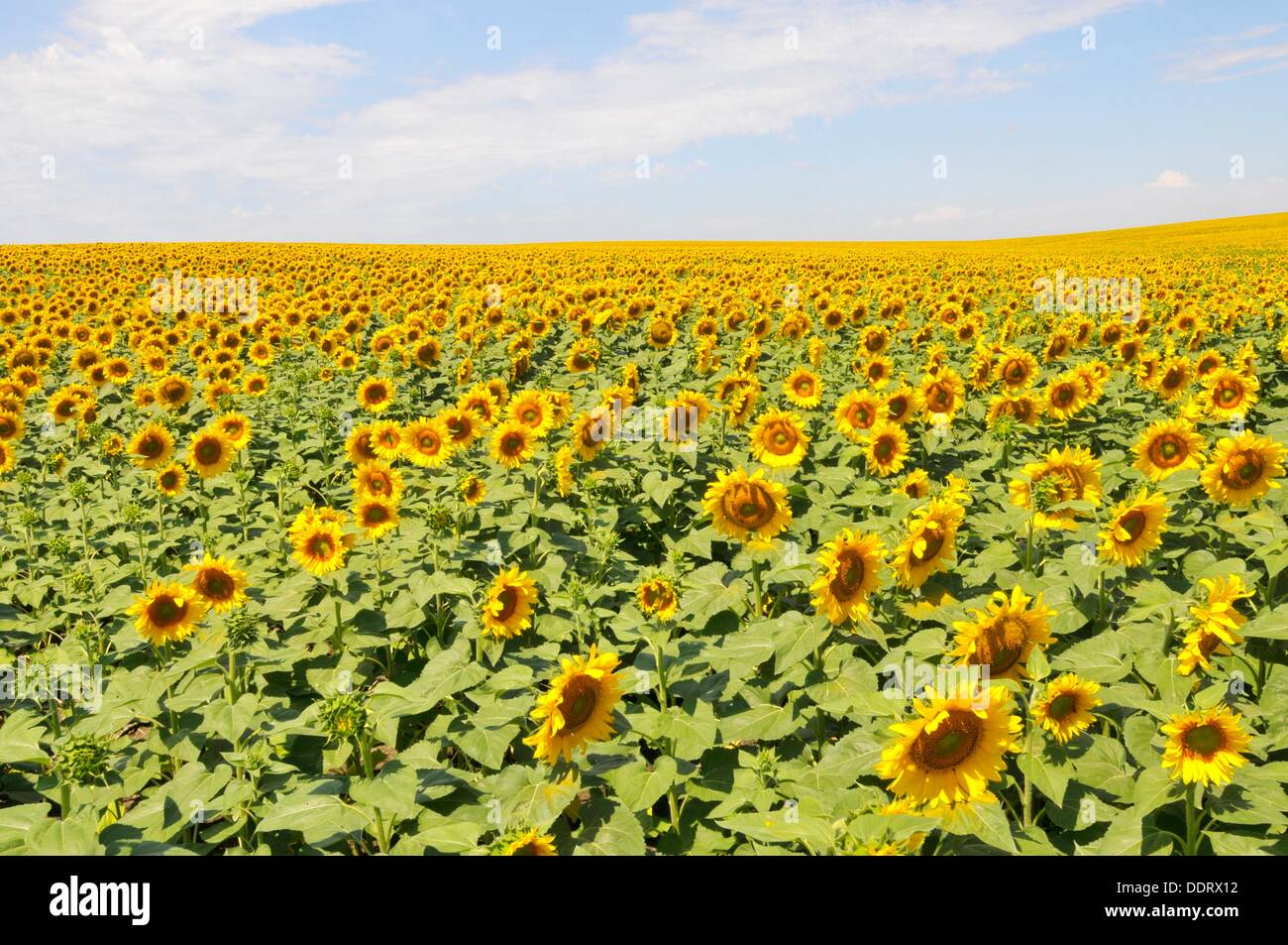 Yellow Sunflower field flower bright pattern South Dakota SD Stock