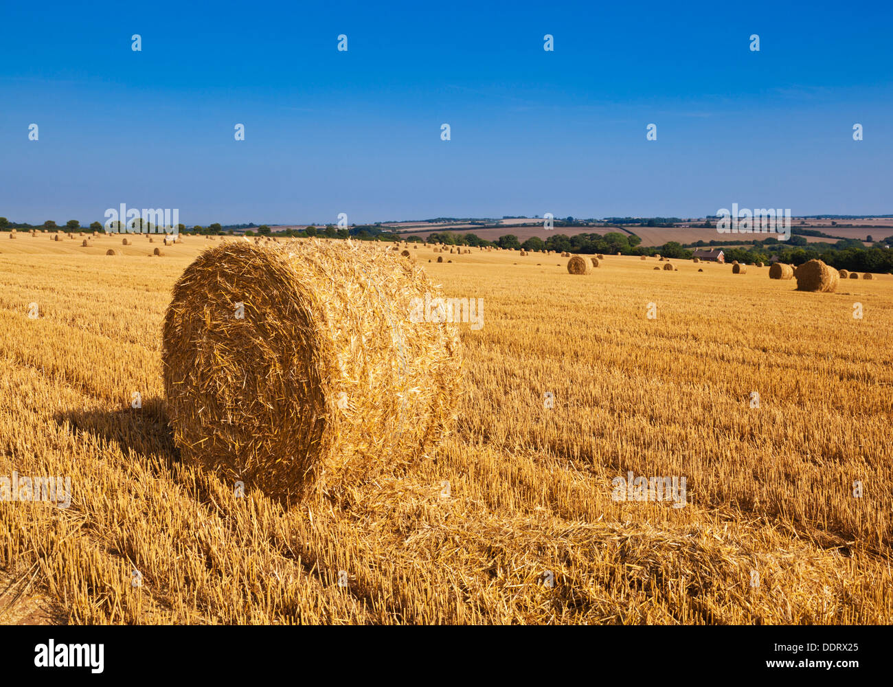 Wheat field harvested and straw bales made Lincolnshire Wolds England UK GB EU Europe Stock Photo