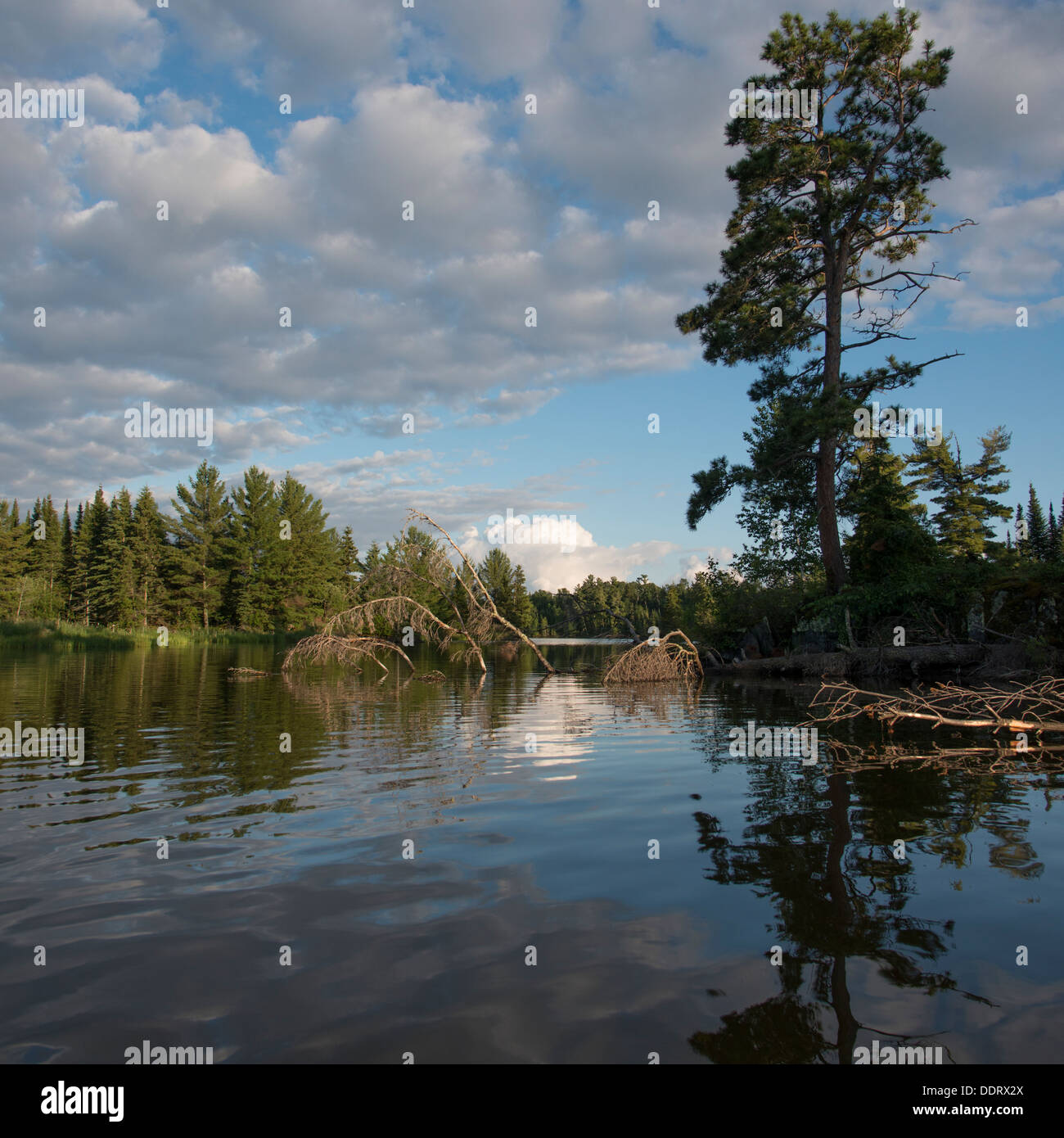 Reflection of trees and clouds in a lake, Lake of The Woods, Ontario
